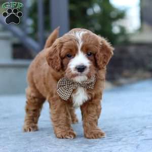 Kobe, Cavapoo Puppy
